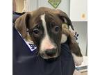 Walker Puppy Male