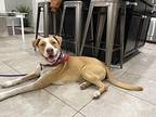 Jayce Ace Labrador Good Boy Labrador Retriever Adult Male