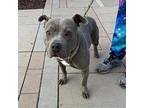 Dina* American Pit Bull Terrier Puppy Female