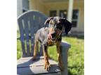 Karen Doberman Pinscher Puppy Female