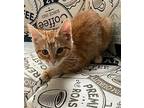 Coral Domestic Shorthair Kitten Female