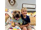 Teddy Daniel American Staffordshire Terrier Adult Male