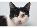 Wednesday Domestic Shorthair Kitten Female