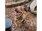 Mocha Labrador Retriever Puppy Female