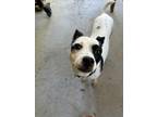 Cookie Jack Russell Terrier Adult Female