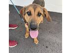 Colby Hound (Unknown Type) Young Male