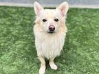 CAPPIE American Eskimo Dog Young Male