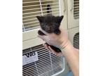 55830079 Domestic Shorthair Kitten Female