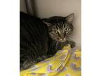 Fender Domestic Shorthair Young Male