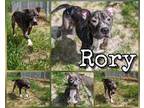 Rory American Pit Bull Terrier Adult Female