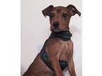 Harlow Jack Russell Terrier Young Female