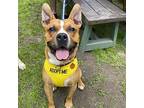 Eeyore American Pit Bull Terrier Young Male