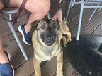 Bruno Boomer Loves Stuffies German Shepherd Dog Adult Male