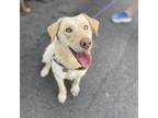 Sunflower Labrador Retriever Young Female