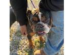 FANCY English Bulldog Adult Female