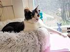 Molly 1 yr Domestic Shorthair Young Female
