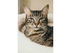 General Domestic Shorthair Young Male