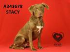 Adopt STACY a Labrador Retriever, Mixed Breed