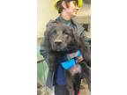 Adopt PAISLEY a Flat-Coated Retriever