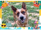 Adopt NUGGET a Australian Cattle Dog / Blue Heeler