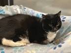 Adopt SYLVIA a Domestic Short Hair