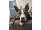 Adopt Sadie a American Staffordshire Terrier, Mixed Breed