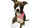 Adopt HARPER a American Staffordshire Terrier