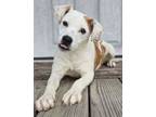 Adopt Elsie a Mixed Breed