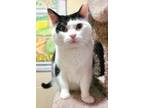 Adopt OREO a Domestic Short Hair