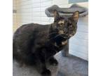 Adopt Freya a Domestic Short Hair