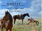 Trakehner Trail Jumping Gelding