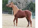 Super gelding