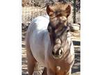AR Mini Appy filly