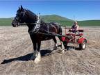 Registered Shire Gelding