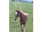 Sorrel and White Appaloosa Filly