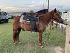 Sweet mare Dolly