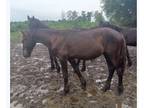 Pure friesian Stallion