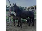 Pure Friesian Colt