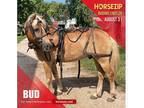 Bud - [url removed]