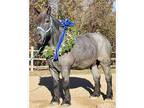 Blue roan brabant