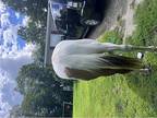 Gorgeous paint horse for sale