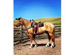 Mountain pack horse