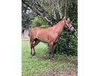 7 yr old gaited pony