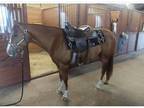 9Y AQHA Sorrel Mare