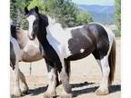 Piebald Mare in Foal wPATN1