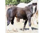 Smoky Black wPATN1 Filly