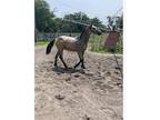 Buckskin stallion Friesian