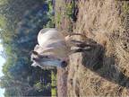 Sweet Mustang Available