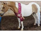 Beautiful mini gelding
