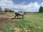Herd Dispersal